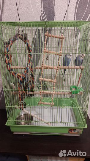 Волнистый попугай с клеткой