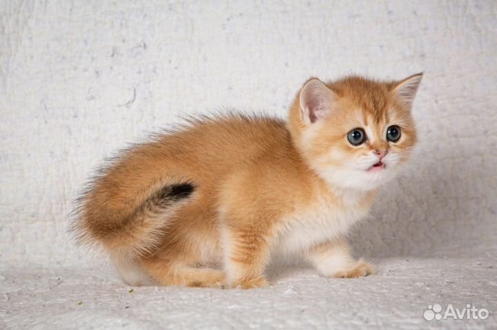 Золота британская шиншилла