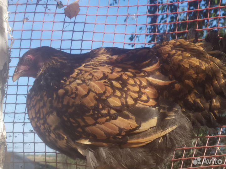 Куры разнопородистые