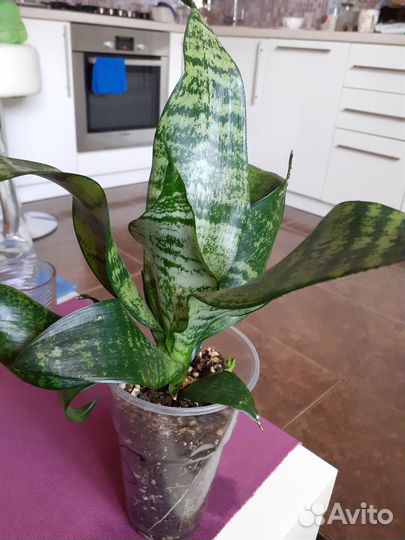 Комнатные растения цветы