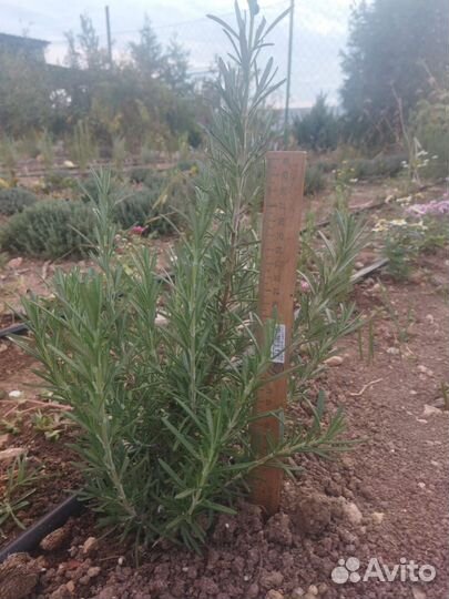 Розмарин саженцы