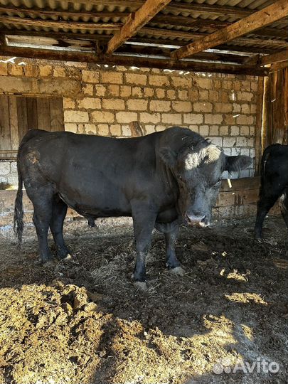 Быки на племя