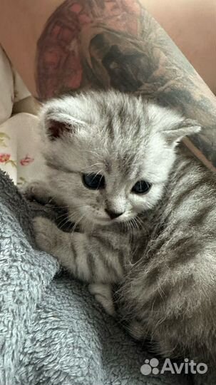 Британский котенок