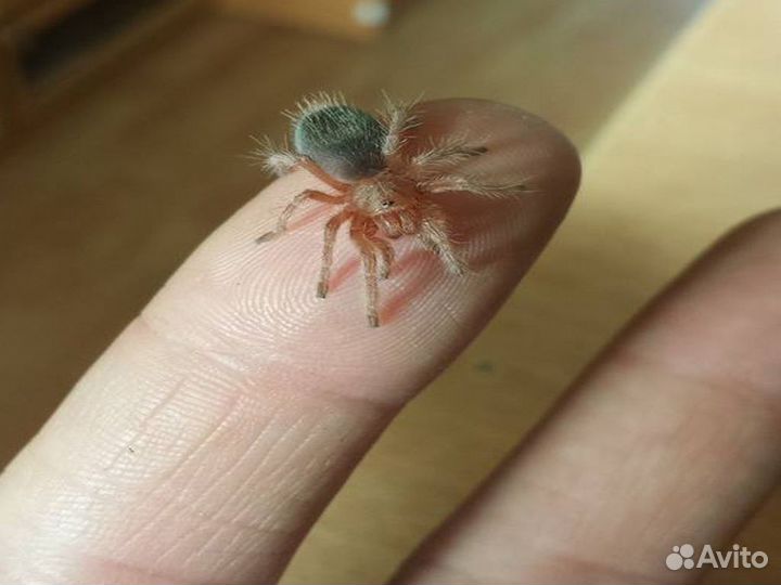 Питомец паук