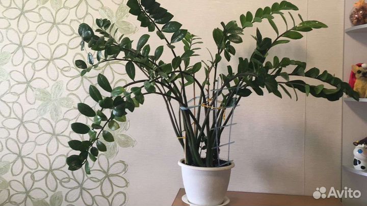 Замиокулькас