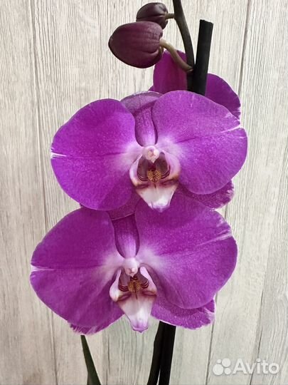 Орхидея фаленопсис