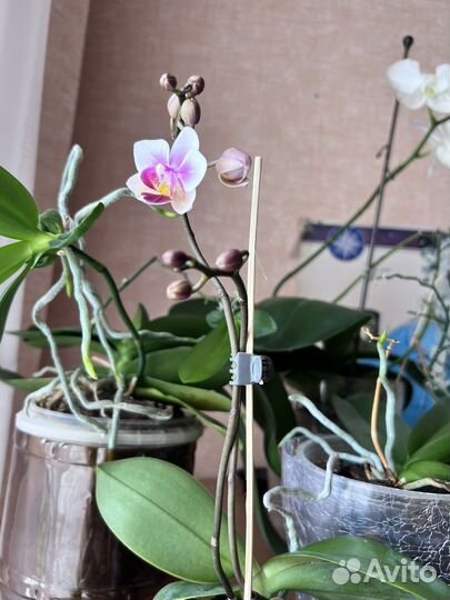 Орхидея фаленопсис