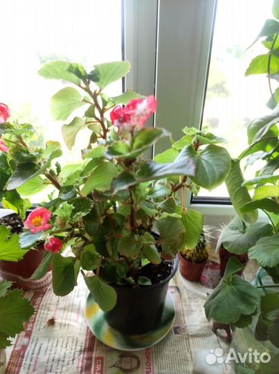 Бегония вечноцветущая