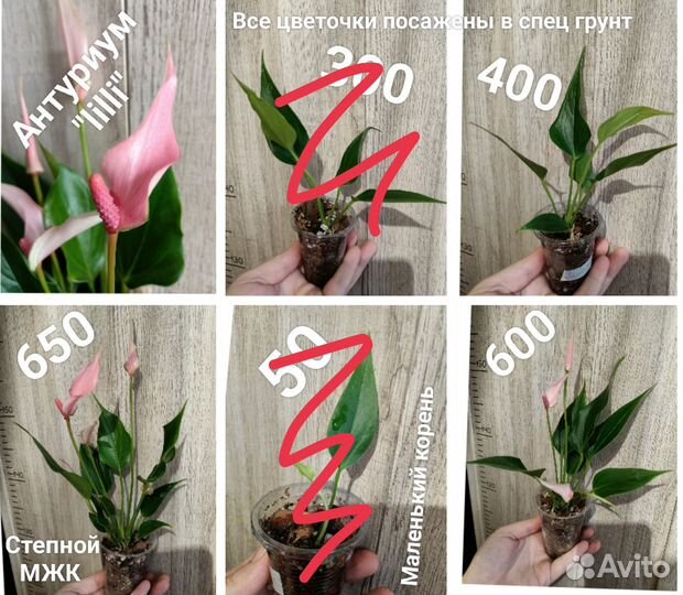 Большой выбор сортовых Антуриумов