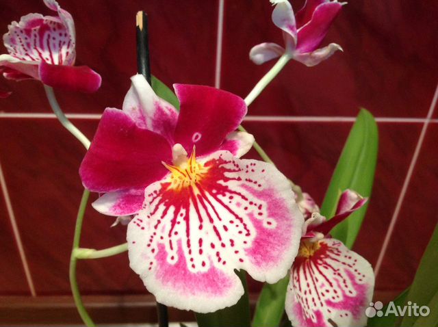 Орхидея