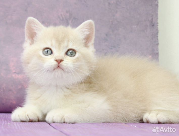 Британская лиловая золотая шиншилла шелл cy12 кот2
