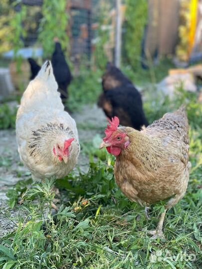 Куры несушки молодые, Не старьё под видом 8-9 мес