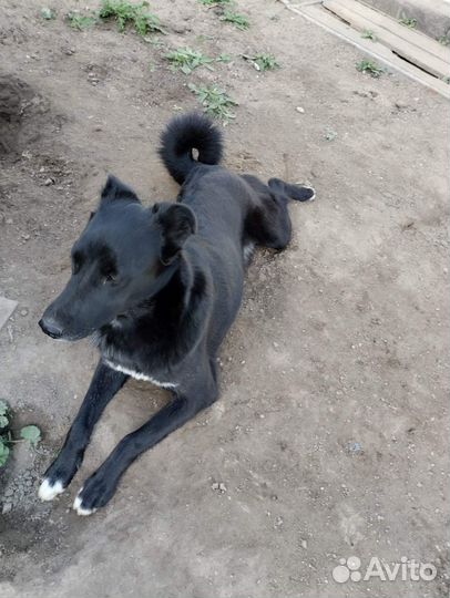 Отдам в добрые руки