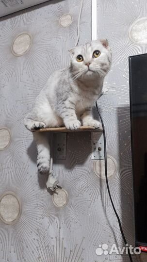 Шотландская вислоухая кошка