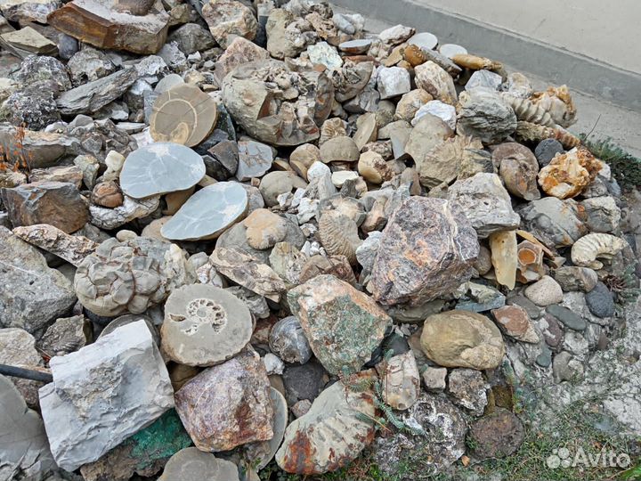 Септарии. Аммониты. Окаменелости. Минералы. Жеоды