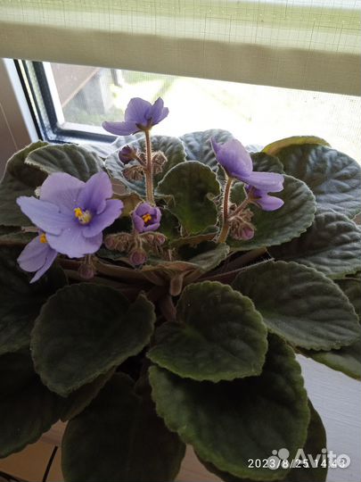 Цветущие фиалки