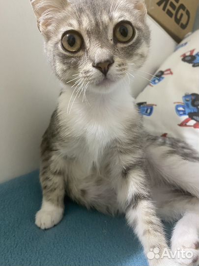 Котик (5 месяцев )