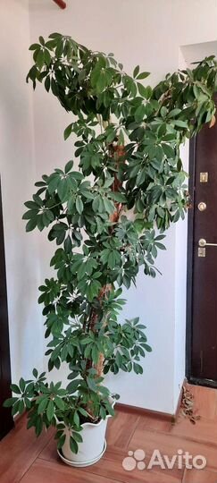 Комнатные цветы шефлера