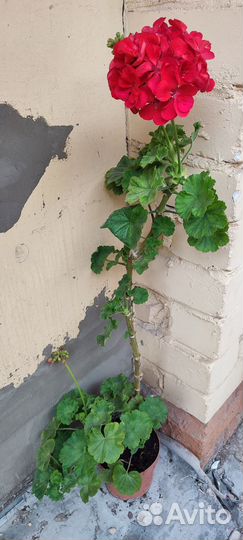 Пеларгония герань