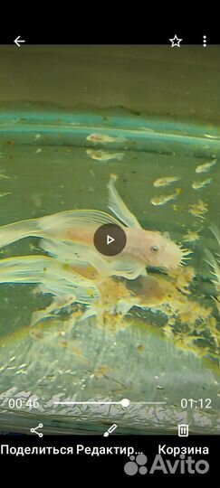 Анцитрус снежок вуаль