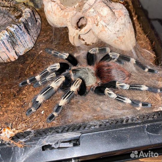 Пауки птицееды