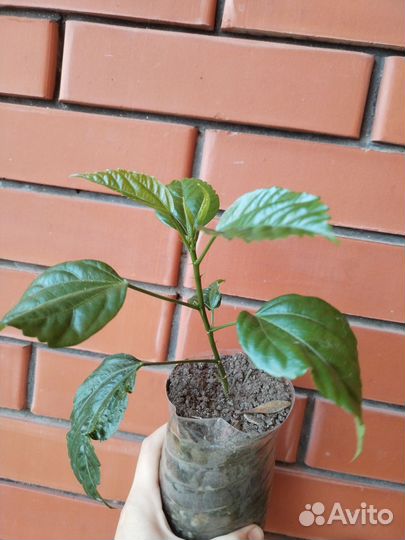 Сортовой гибискус