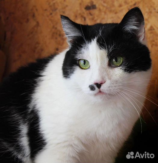 Котик в добрые руки