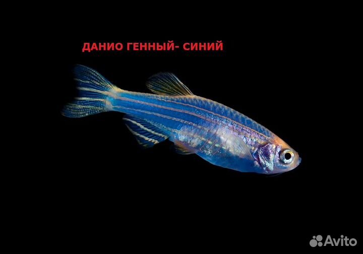 Рыбки аквариумные