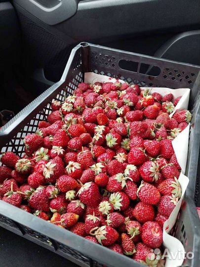 Клубника 700 оптом