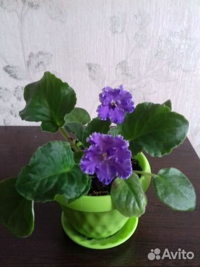 Продам фиалку