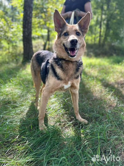 Чудесная собака из приюта
