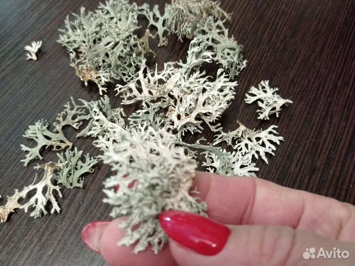 Мох. Лишайник, кальцесмесь для ахатин