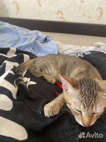 Кошка в добрые руки