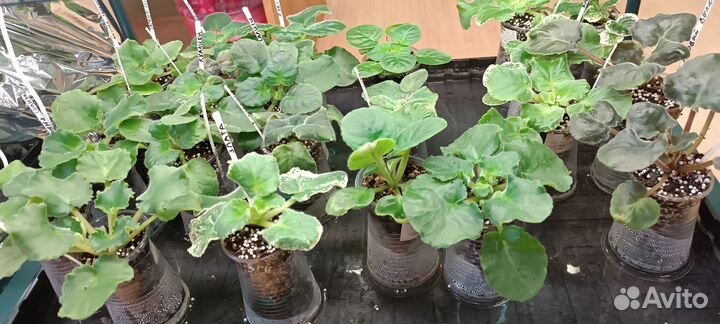 Детки сортовых фиалок