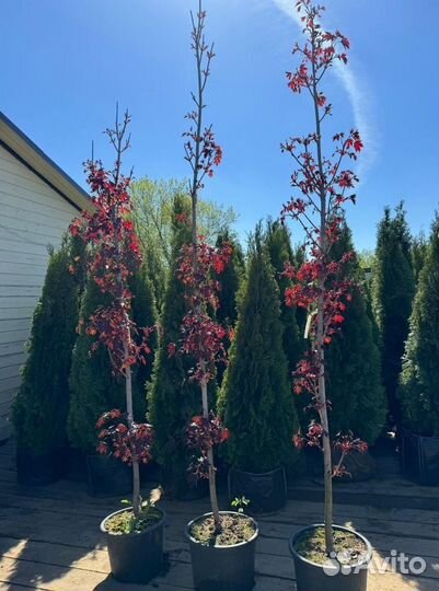 Клен красный