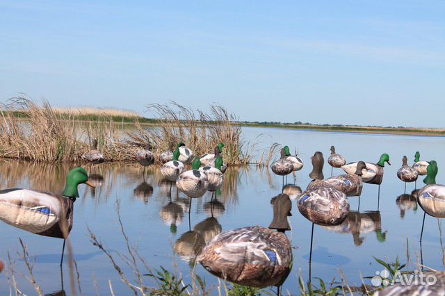 Чучела утки кряквы для охоты (флюгера)