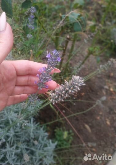 Лаванда узколистная Сильвер Мист