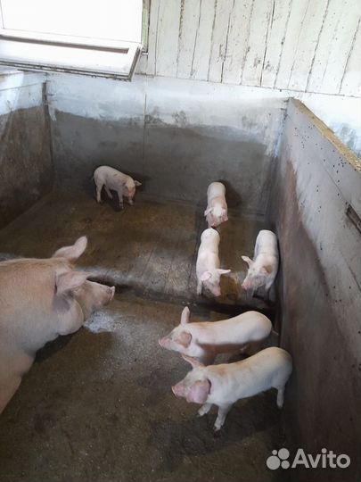 Поросята