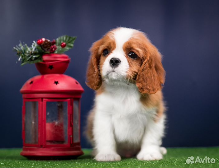 Кавалер Кинг Чарльз Спаниель