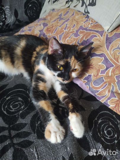 Кошка в дар