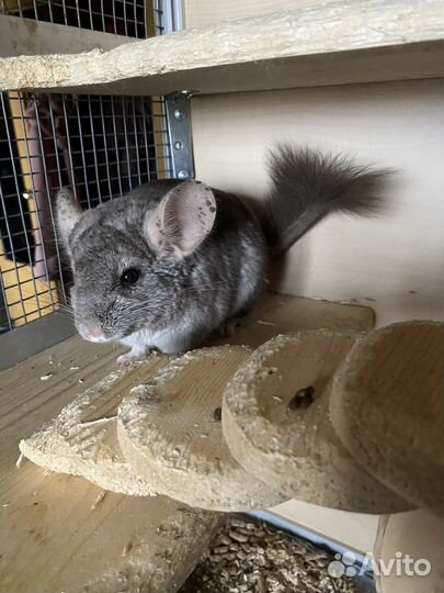 Шиншилла с витриной