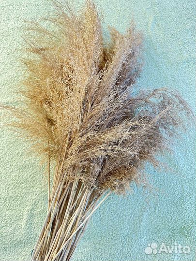 Сухоцветы камыш букет