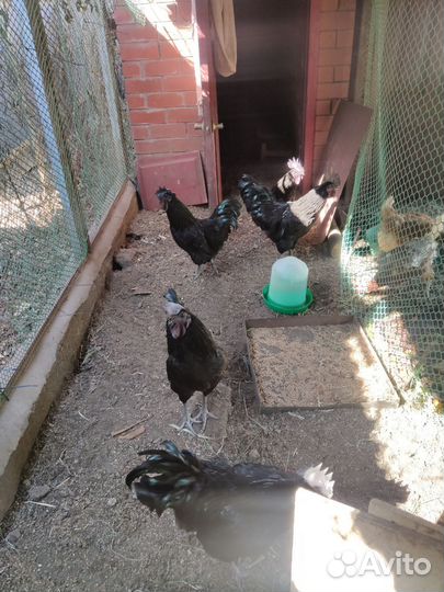 Петухи породы Ухей-Илюй, Легбар, Амираукан