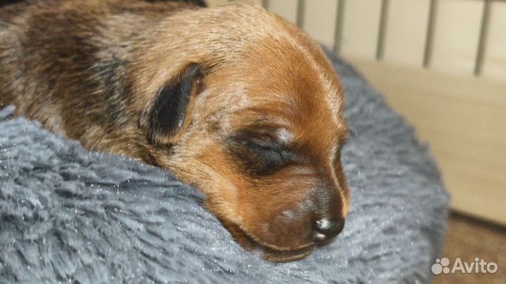 Щенки (бронь)