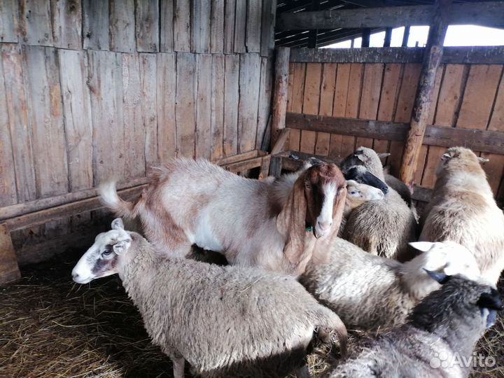 Коза, Бараны, Овцы