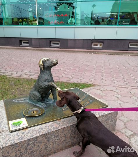 Собака в добрые руки отдам бесплатно