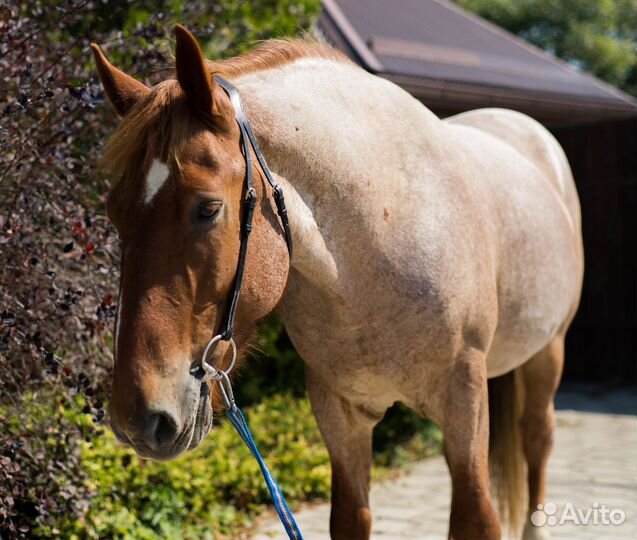 Мерин 2015 г.р. полутяж