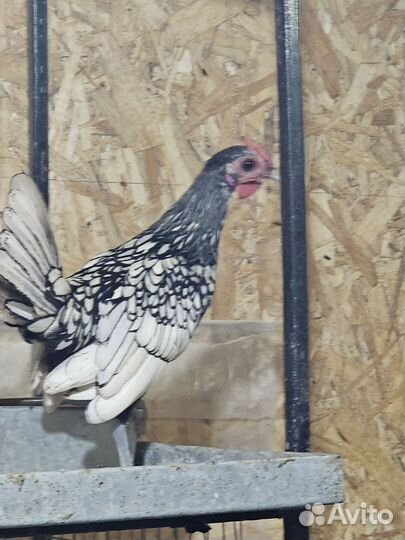 Карликовые куры Сибрайт