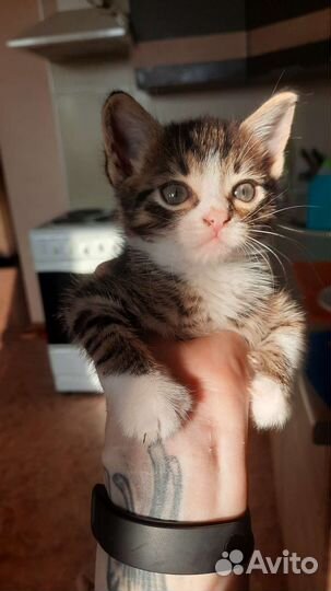 Кошка