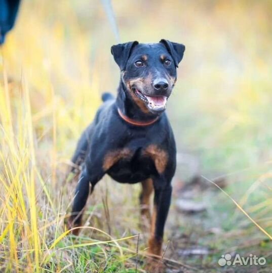 Вязка ягдтерьера